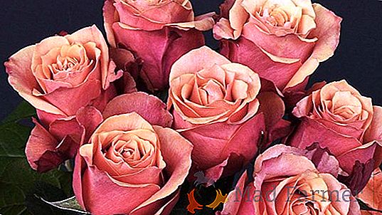 Video: ¿cómo cultivar hermosas rosas?