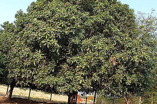 Video: cómo hacer crecer un árbol de mango de una piedra