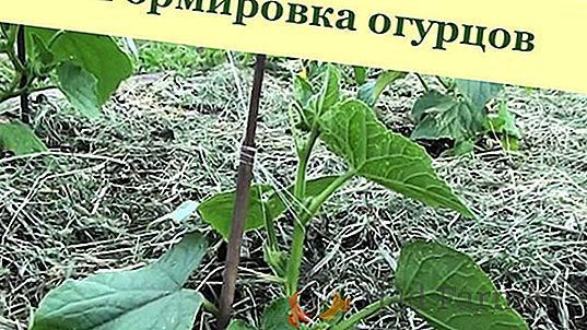Video: plantar pepinos en una cuadrícula - práctico y práctico