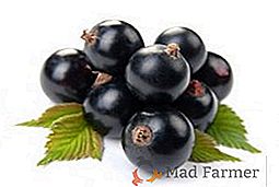 Negru perle: cele mai bune soiuri de coacăze negru