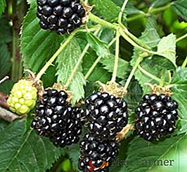 Variétés populaires de réparation blackberry