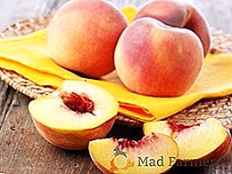 Популярные сорта персика: описания, советы по уходу
