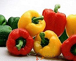 Zoznámime sa s najlepšími druhmi sladkej papriky