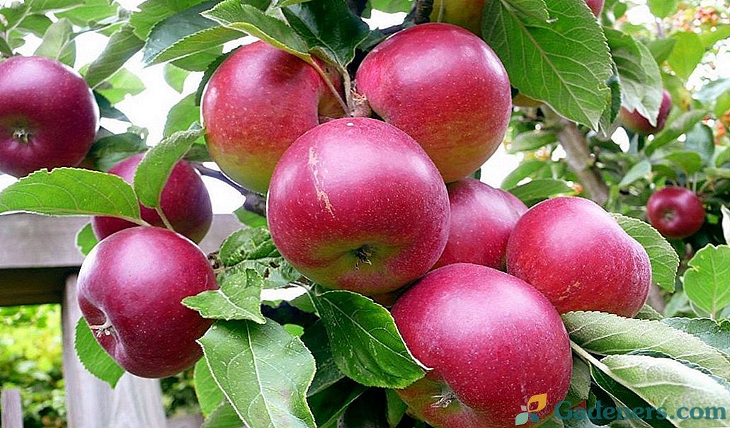Топ 10 сортове ябълкови дървета за средната лента