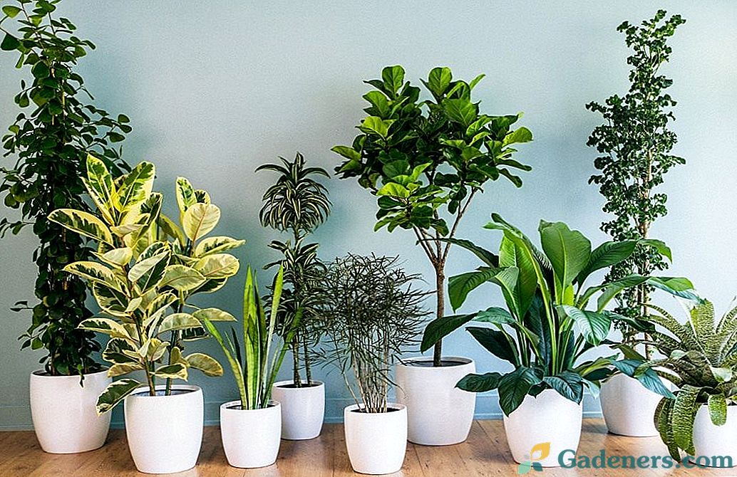 10 najobľúbenejších domácich rastlín