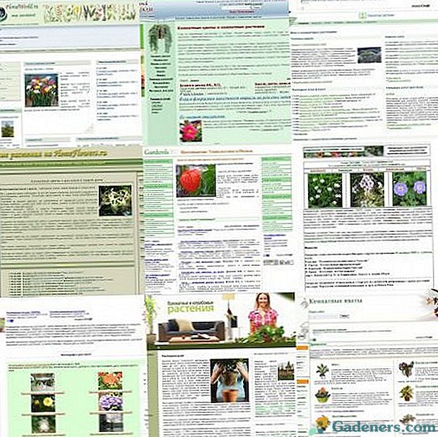 10 najlepszych witryn o roślinach domowych