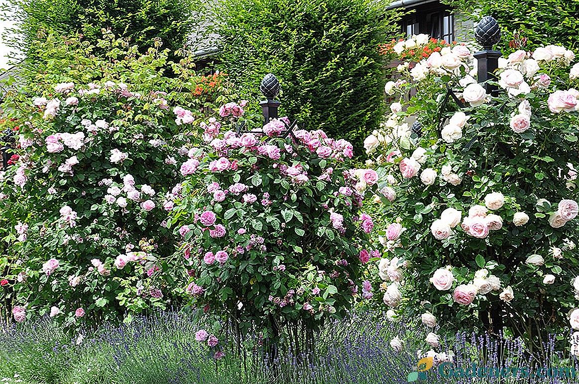 10 labāko lielo rožu klaiņus