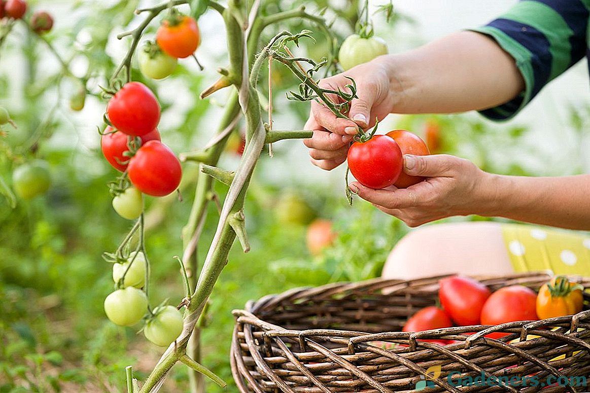 10 svarbiausių patarimų apie pomidorų auginimą