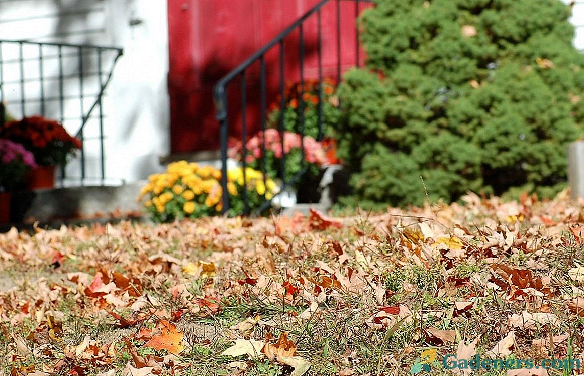 15 серйозних помилок, які не можна допустити восени в саду