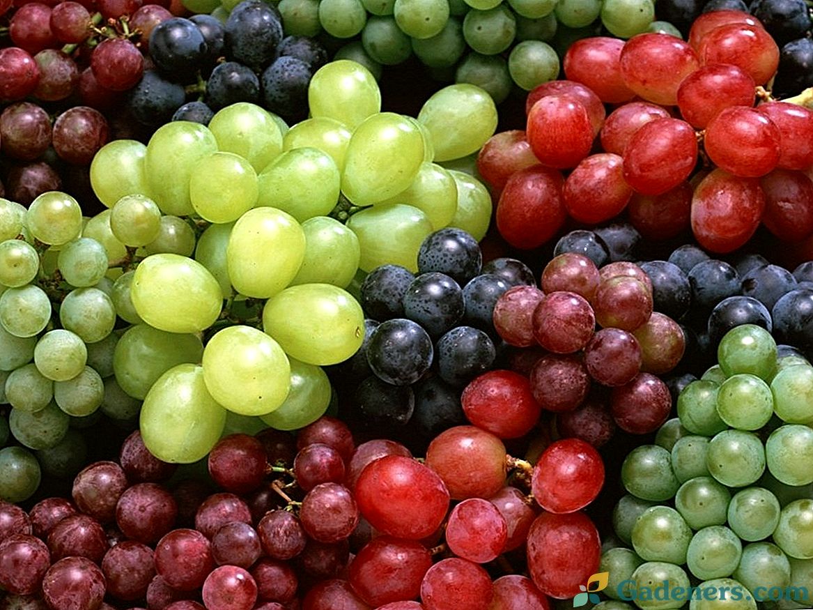 16 najboljih sorti grožđa za moskovsku regiju i srednji sastav