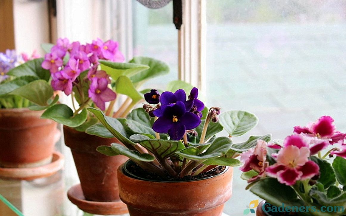 5 najlepších kvitnúcich interiérových rastlín pre severné okná