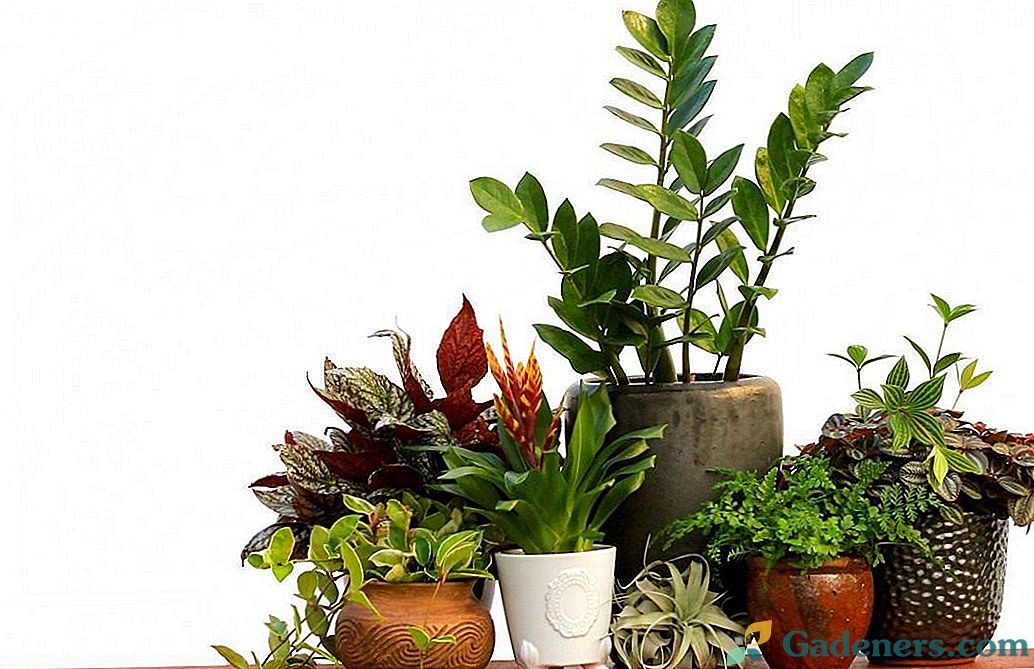 5 najstrožjih rastlin v zaprtih prostorih