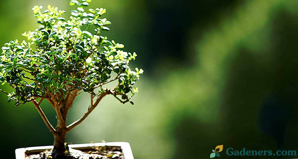 6 najboljših rastlin za bonsaj