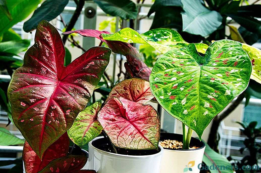 6 найефектніших кімнатних рослин з кольоровими листям