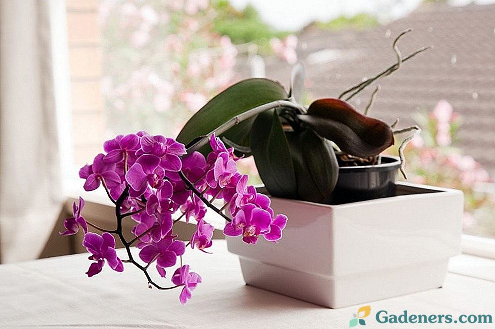 7 tipů pro začátečníky základní péče o orchidej