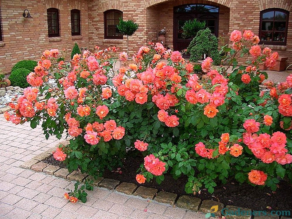 7 Idealne vrtnice za cvetlični vrt