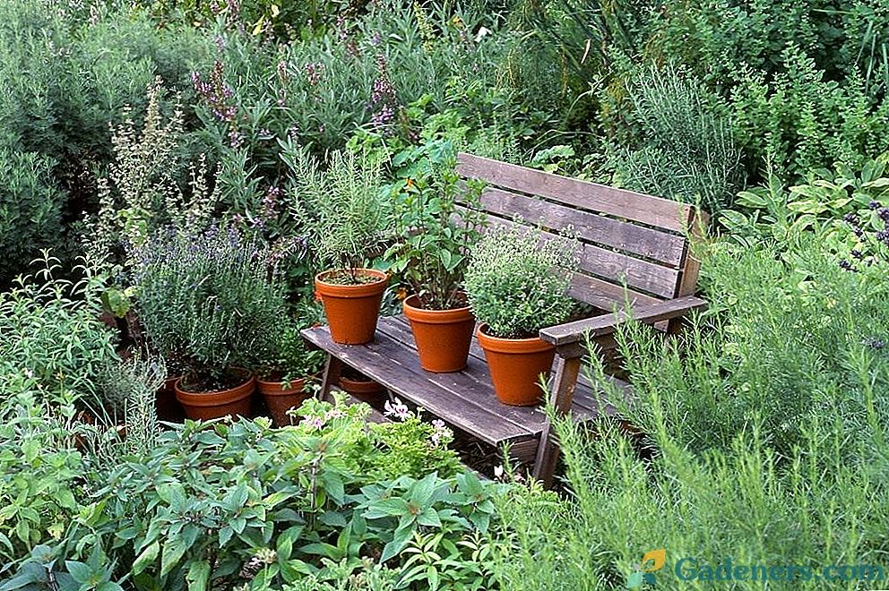 7 vaistiniai augalai jūsų sodui