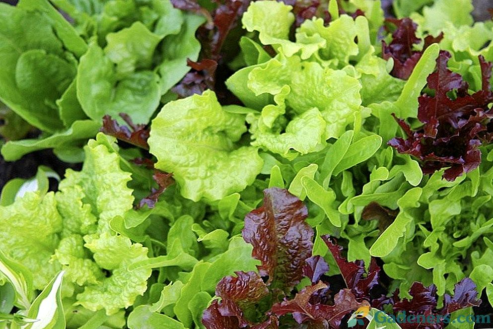 7 druhů salátu pro vaši zahradu