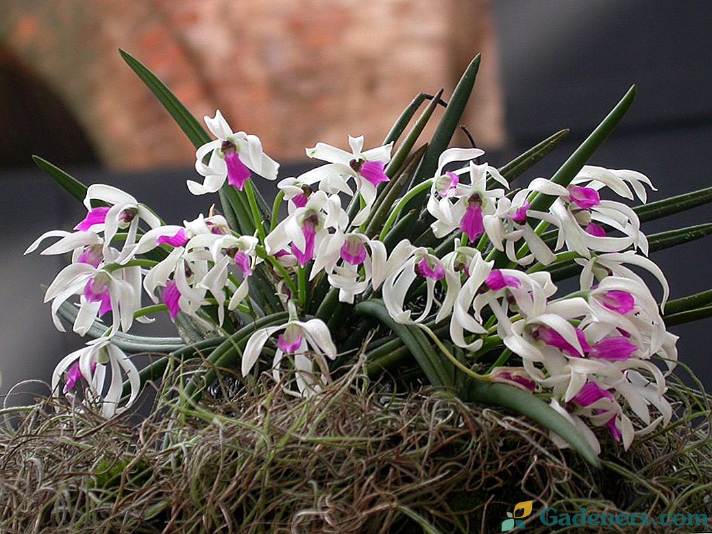 7 originaliausių patalpų orchidėjų