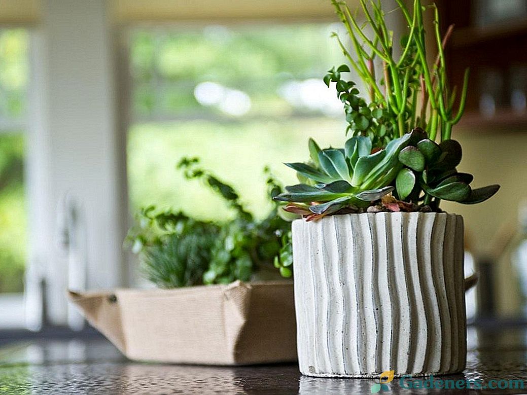 8 кращих кімнатних рослин для кухні