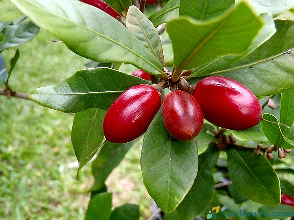 Afriško čudo berry
