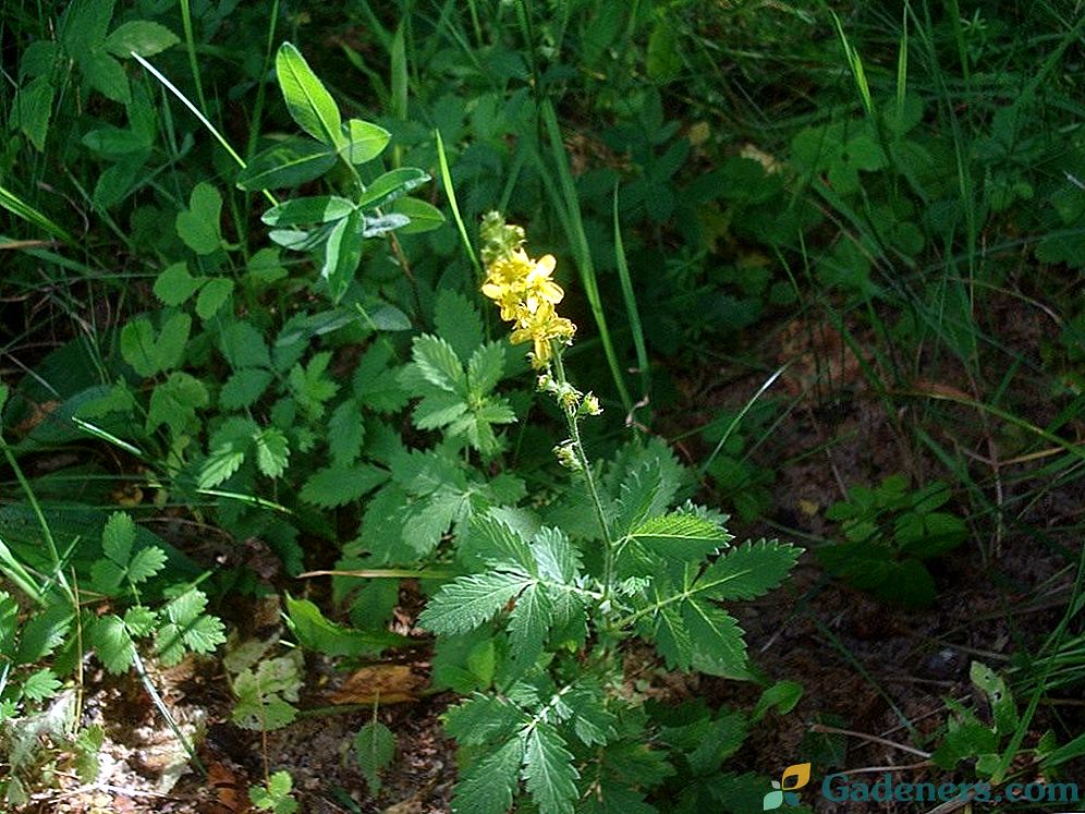 Agrimonia ali Common agrimony. Del - 3.