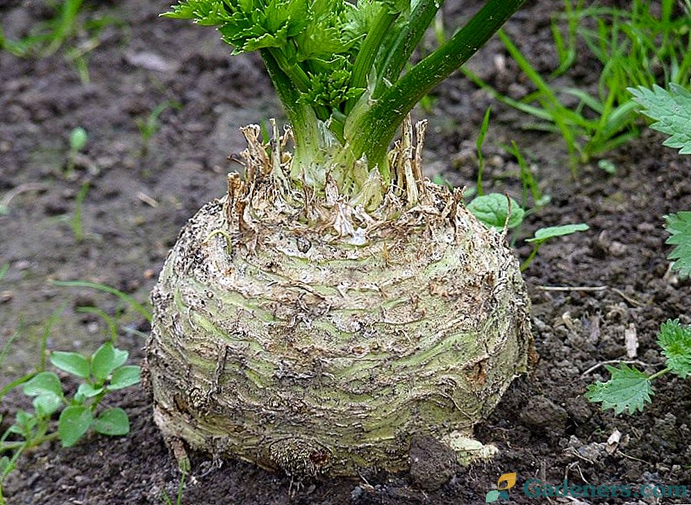 Poľnohospodárske korenie celery