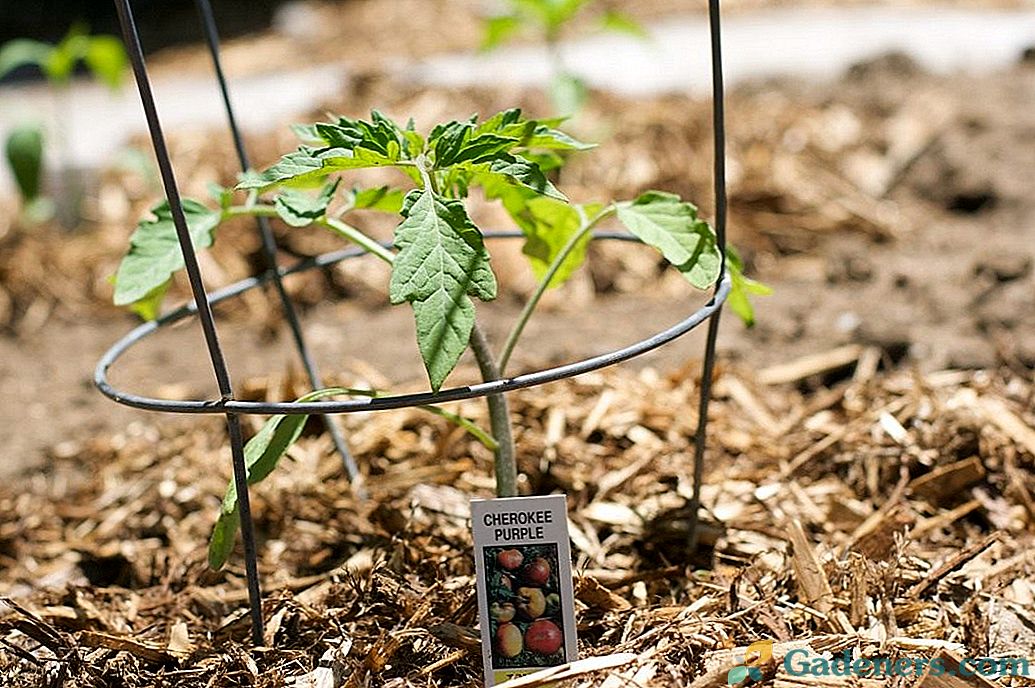 Agrotechnika sodinti pomidorų sodinukus