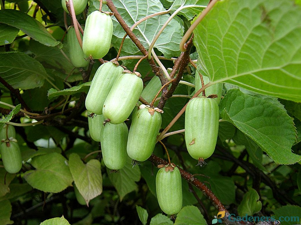 Actinidia - vse o rastočih čudežnih jagodah