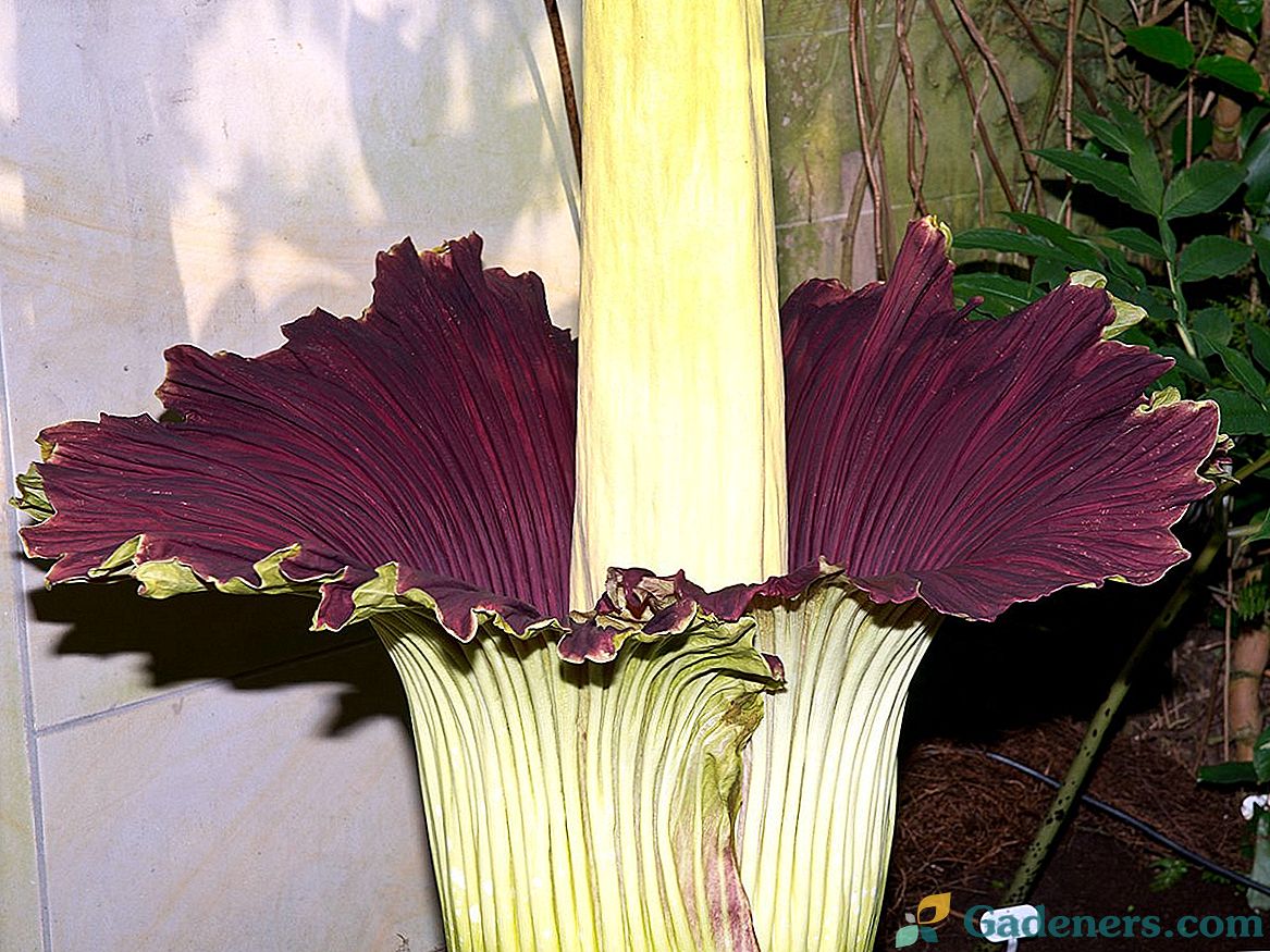 Amorphophallus, alebo Voodoo Lily