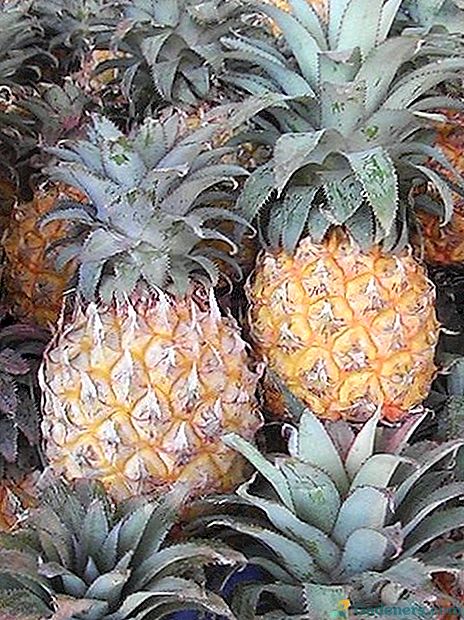 Ananas, vítejte v tropických oblastech
