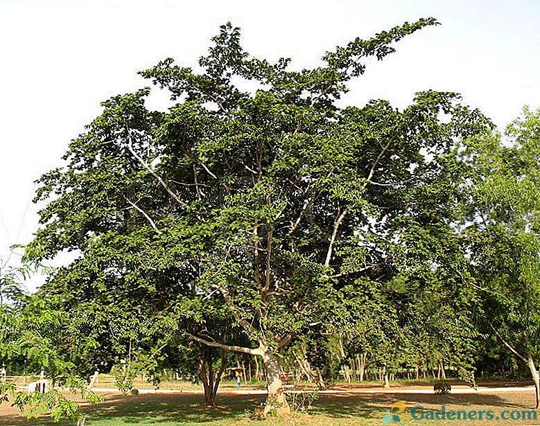 Anchar - nāves koks