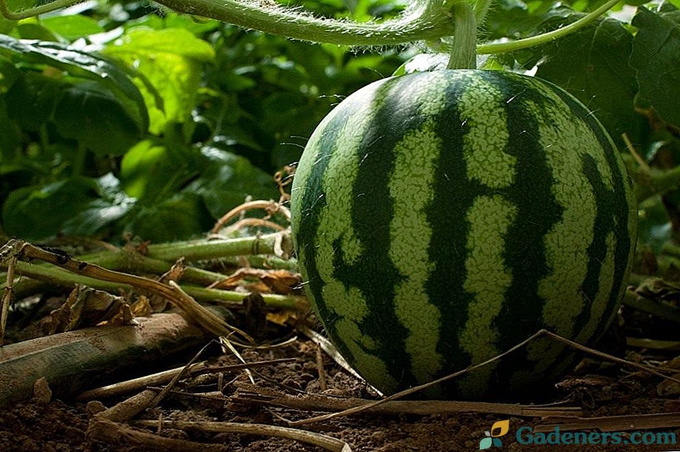 Meloun ve skleníku