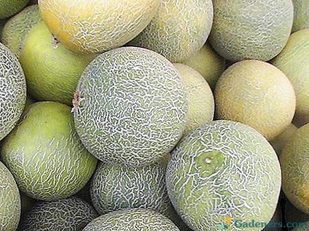 Aromatinis melionas