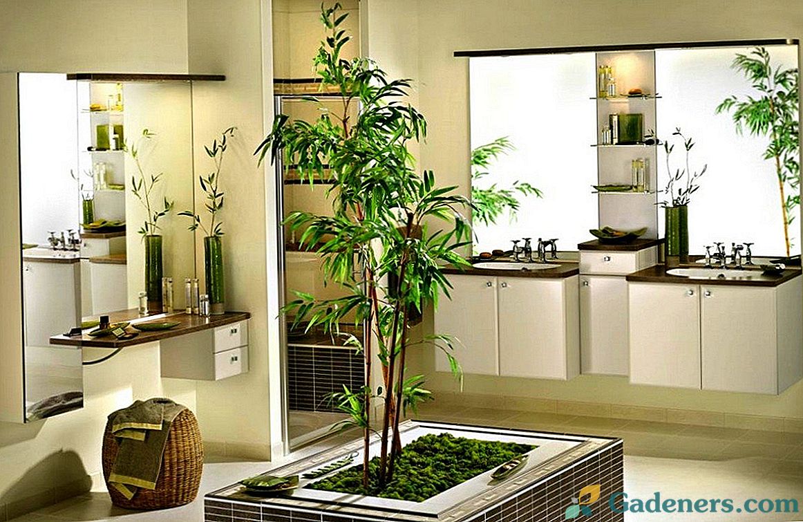 Bambuko arba tropikų gabalas jūsų namuose