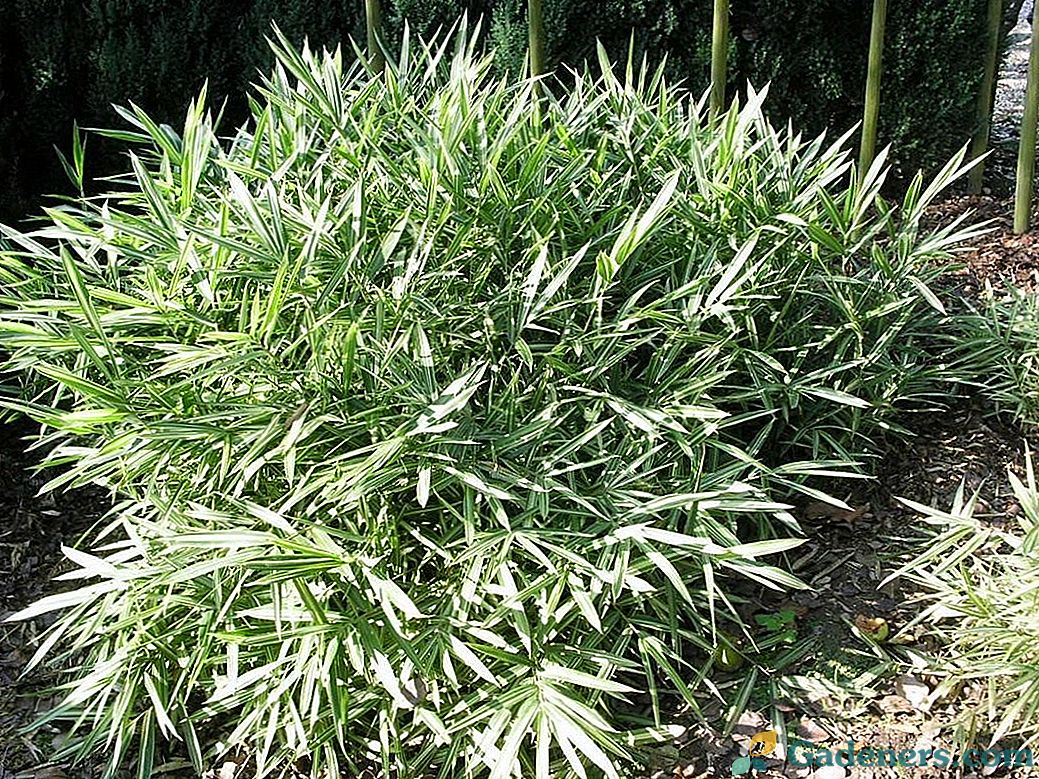 Bambus pleoblast - ne samo na jugu