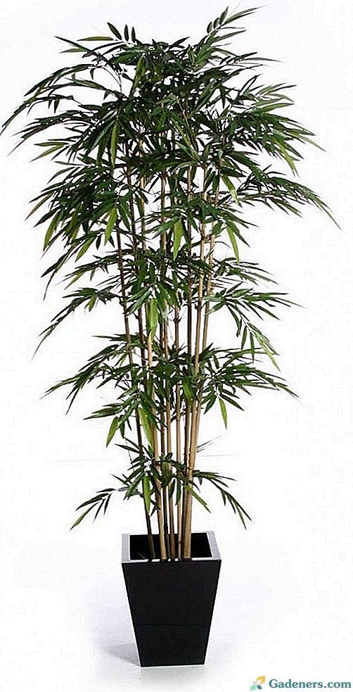 Bambus doma