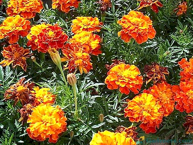 Marigold vai frotē brīnums tavā dārzā