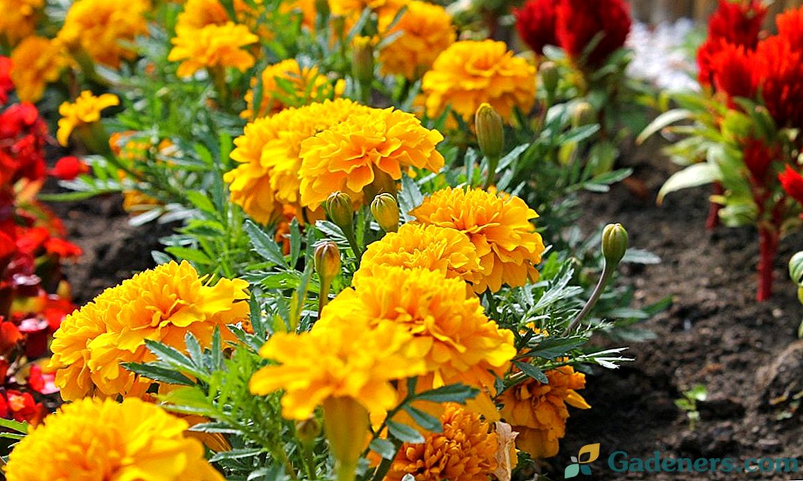 Marigolds u vrtu dizajn