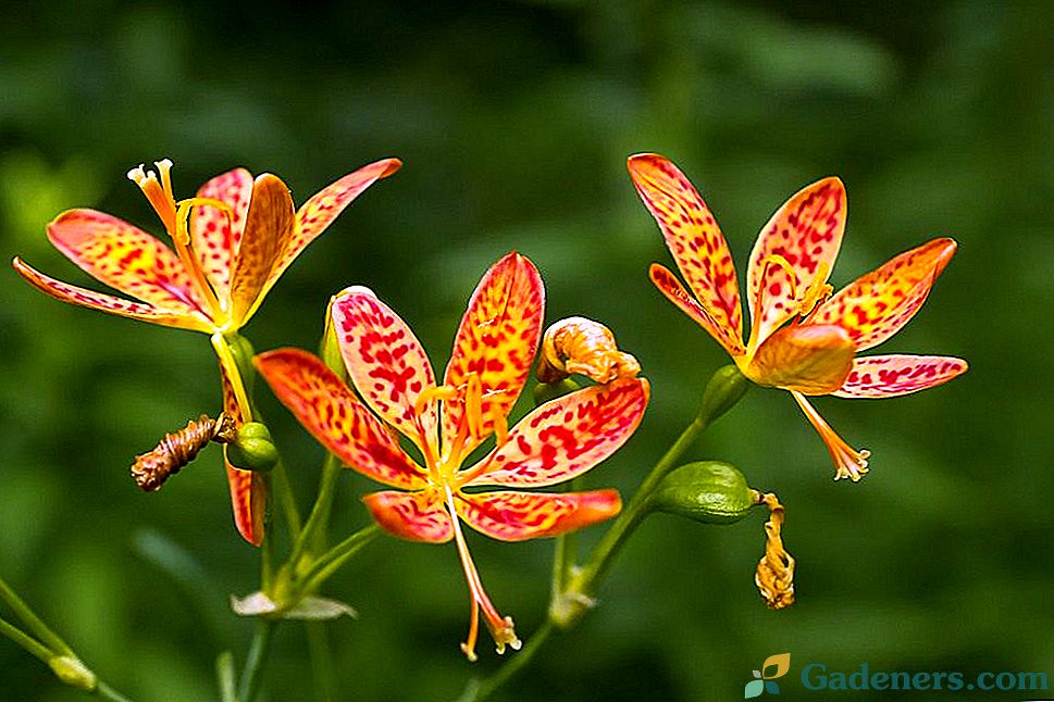 Belamkanda čínština - Leopard Lily