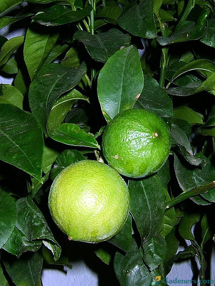 Bergamots - Noderīgs Citrus