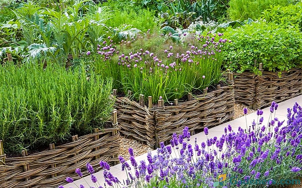 Hranice a živé ploty pro zeleninovou zahradu