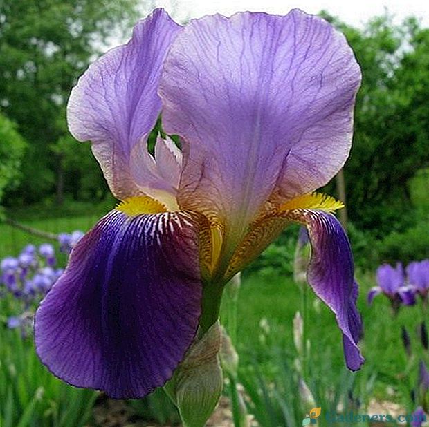 Bearded irises - jasný sprievod