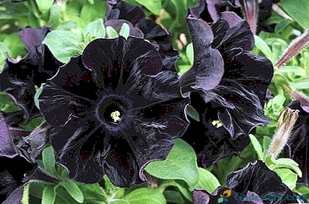 Botanai atnešė įvairių juodųjų gėlių
