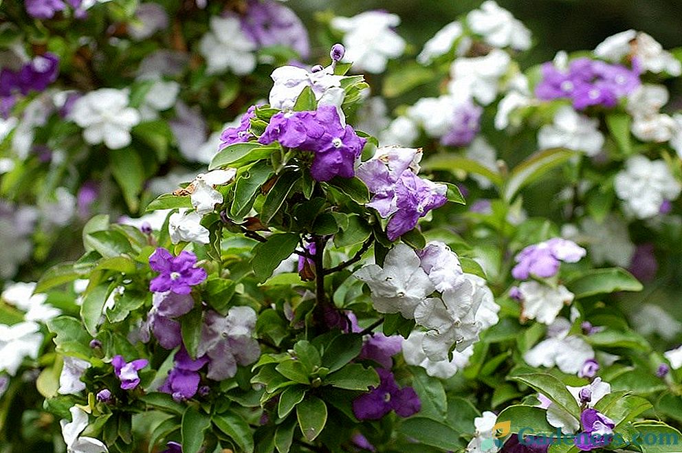 Brunfelsia - spremenljiva cvet z čarobnim vonjem