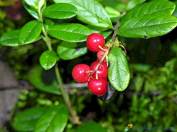 Lingonberry - zdravje jagodičja