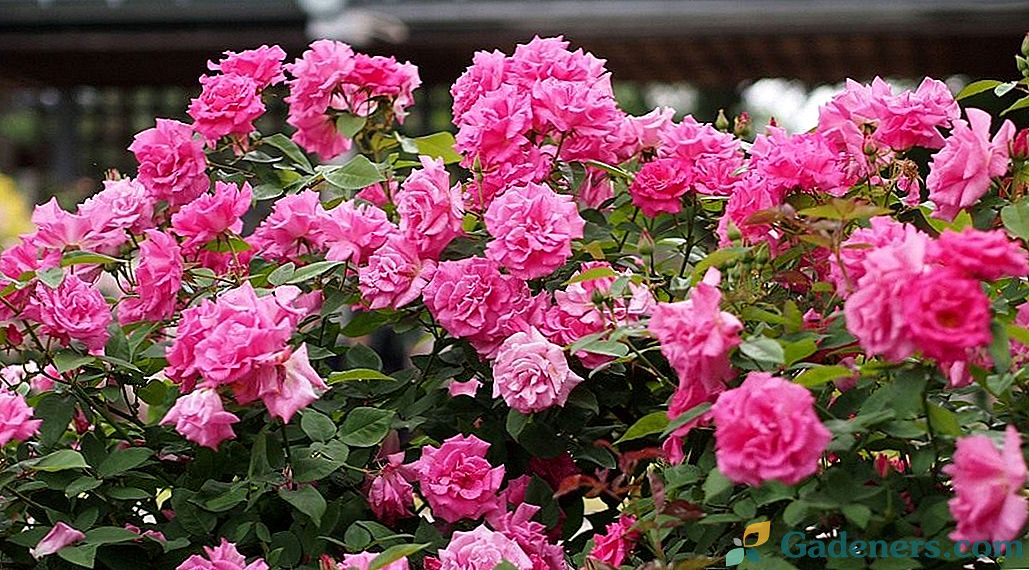 Бурбонские троянди - провісники сучасних сортів