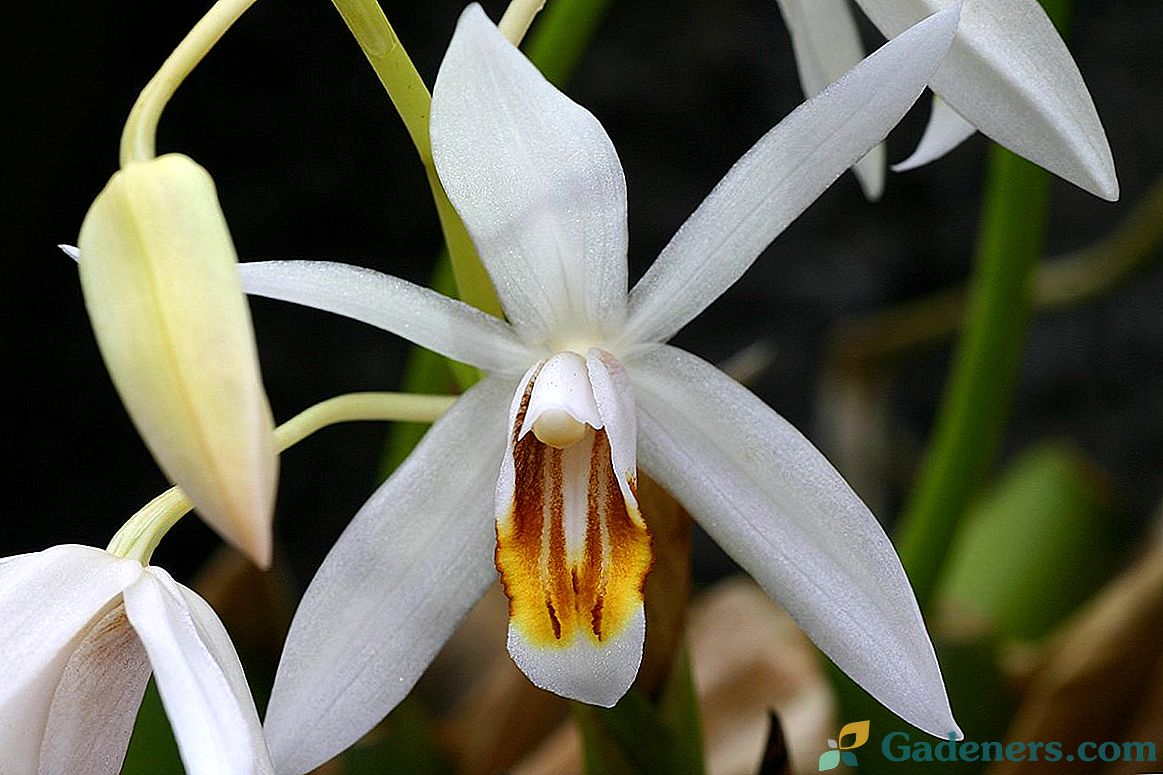 Tselogin - orchidej bez rozmary