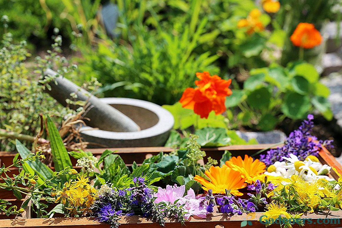 Čajna cvetlična postelja - postelja za rast pikantnih in zdravilnih zelišč