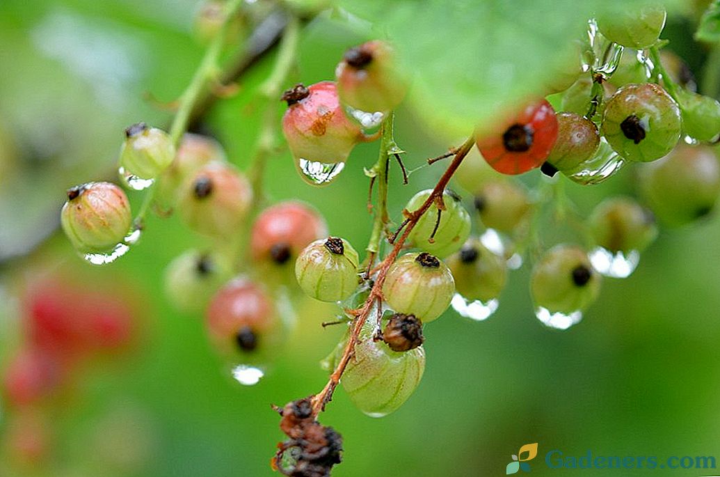 Kaj ogroža rastline deževno in hladno poletje?